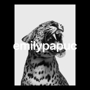 leopardo 