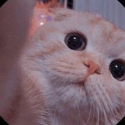 very cute cat