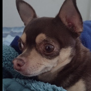 Coco