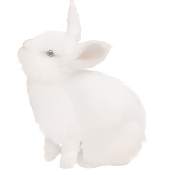 coquette bunny