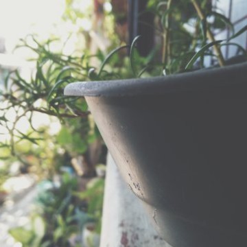 smol plant