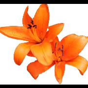 Orange flower