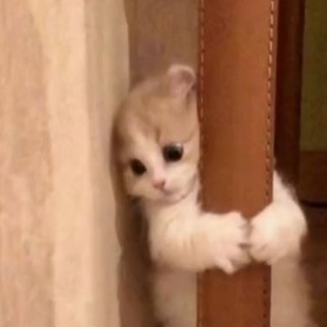 catt