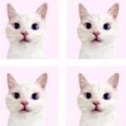 gatitos