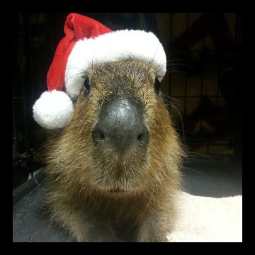 xmas capybara