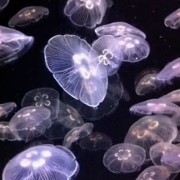 neon fishy