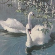 Swans