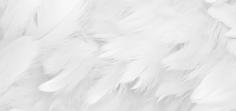 Angel wings